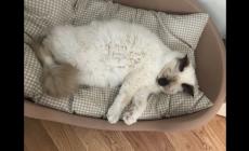 E' scomparso il gatto Martino