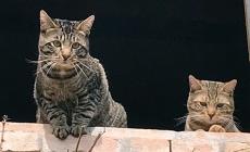Gatti da adottare