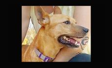 Cani da adottare - Foto