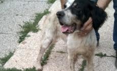 Chi ha perso questo setter?