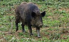 Paura a Arezzo, cinghiale carica e spacca la vetrina della parrucchiera