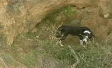 Cane bloccato sulla scogliera, salvataggio mozzafiato in Australia - Video