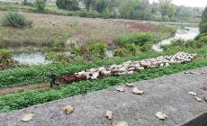 Il ritorno di pastore e pecore nel greto della Parma