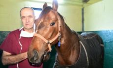 Ravanetti, il chirurgo che salva i puledri dei fuoriclasse