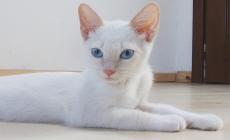 Gatti da adottare - Foto 