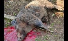 Attaccato da un  cinghiale, grave un anziano a Bologna