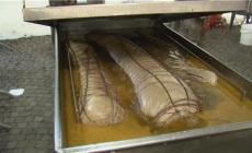 Gioved&igrave; a Sissa inizia il November Porc - Video