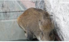 Cina: il video del  cinghiale intrappolato sul ponte di vetro diventa virale - Video 