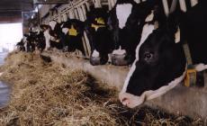 A Parma al via edizione autunnale dell'asta delle bovine