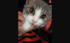 Gattini da adottare - Foto 