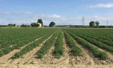 Più acqua ad uso irriguo: accordo tra la filiera del pomodoro e i Consorzi di bonifica 