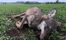 Lupa di sei mesi uccisa con una pallottola nel parco dello Stirone - Foto 
