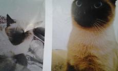 Gatto scomparso a Fidenza