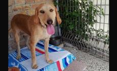 Cani da adottare - Foto