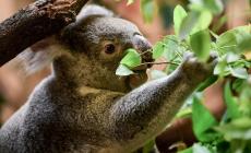 L'Australia rischia una strage di koala
