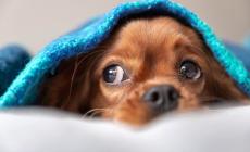 Arriva l'inverno: regalate una coperta agli animali dei rifugi