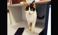 Gatti da adottare - Foto 