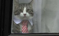 Caso Assange: in ambasciata spunta un gatto con la cravatta