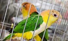 Sequestrati 235 uccelli a Reggio Emilia dai carabinieri forestali