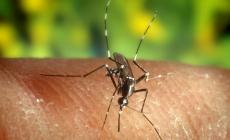 West Nile, primo decesso in Veneto. 19 i casi