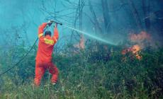 Brucia sterpaglie e manda in fumo un bosco