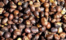 Autunno senza castagne, crolla il raccolto