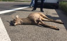 Capriolo investito in tangenziale nord