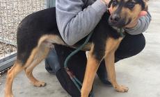 Cani da adottare - FOTO