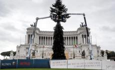 'Spelacchio is back', a Roma torna l'albero natalizio più famoso