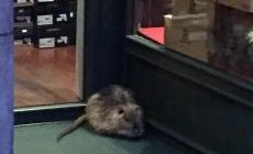 Via Trento, ore 7.30: la nutria aspetta l'apertura del negozio
