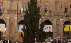 E' arrivato in piazza l'albero di Natale, l'inaugurazione domenica - Video