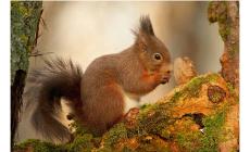 "Natura al Castello": mostra di foto a Corniglio