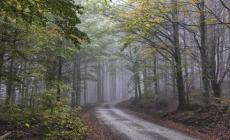 La nebbia nella foresta, il sole riflesso nell'acqua: le foto di Garani