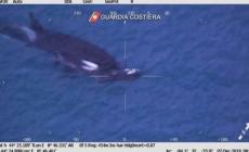 Orche, il cucciolo non ce l'ha fatta. La madre lo veglia