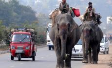 Treno travolge e uccide 4 cuccioli di elefante