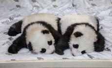 Hanno un nome i panda gemelli di Berlino