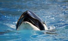 Mamma Orca ha abbandonato il cucciolo morto