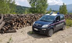 Sorpresi a rubare legna: due denunciati