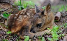 Nessuno tocchi «Bambi»: potreste condannarlo a morte