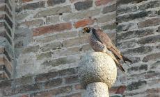 Ada, oggi l'incontro sull'avifauna urbana