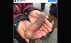 Misteriosa invasione di pesci pene sulle  spiagge della California - Video 