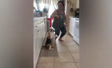 Bailey, il cane che imita la padrona e balla a tempo di reggaeton: il video