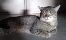 Gatto smarrito in strada Farnese