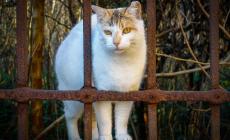 Uccideva gattini, condannata a 6 mesi