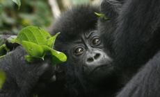 Gorilla ucciso: accuse ai genitori del bimbo