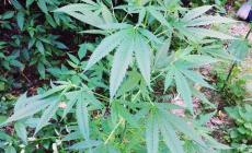 Reggio Emilia, scoperta una piantagione di marijuana 'cinese'