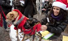 Animali  e proprietari sotto l'albero