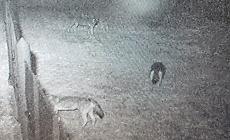 Lupi a Langhirano ripresi da una videocamera di sorveglianza