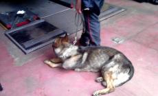 Assistenza veterinaria gratuita per i cani con le stellette in pensione