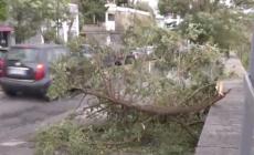 Maltempo, albero cade a Napoli: un morto